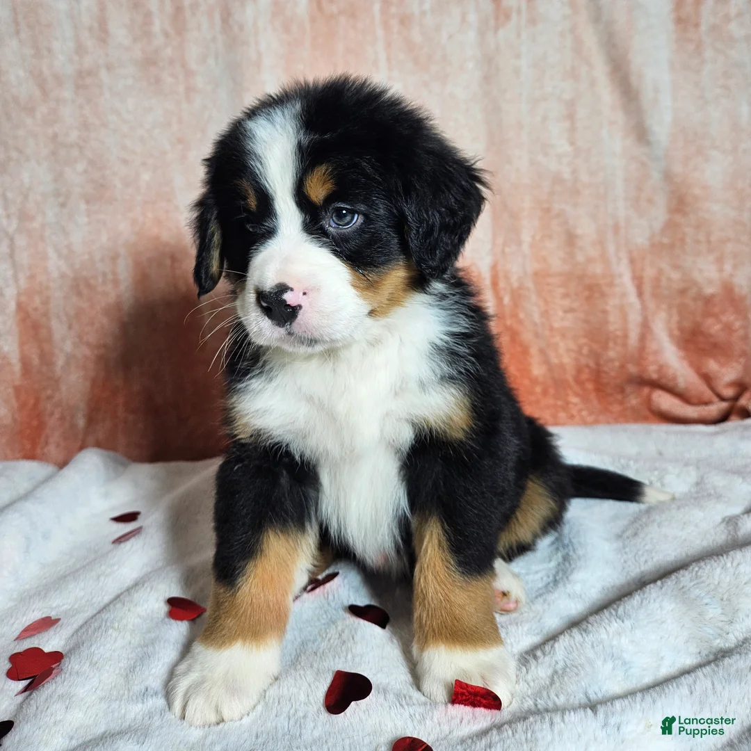 Bernese Mountain Dog dogs for sale: Bentley  - Ad 4