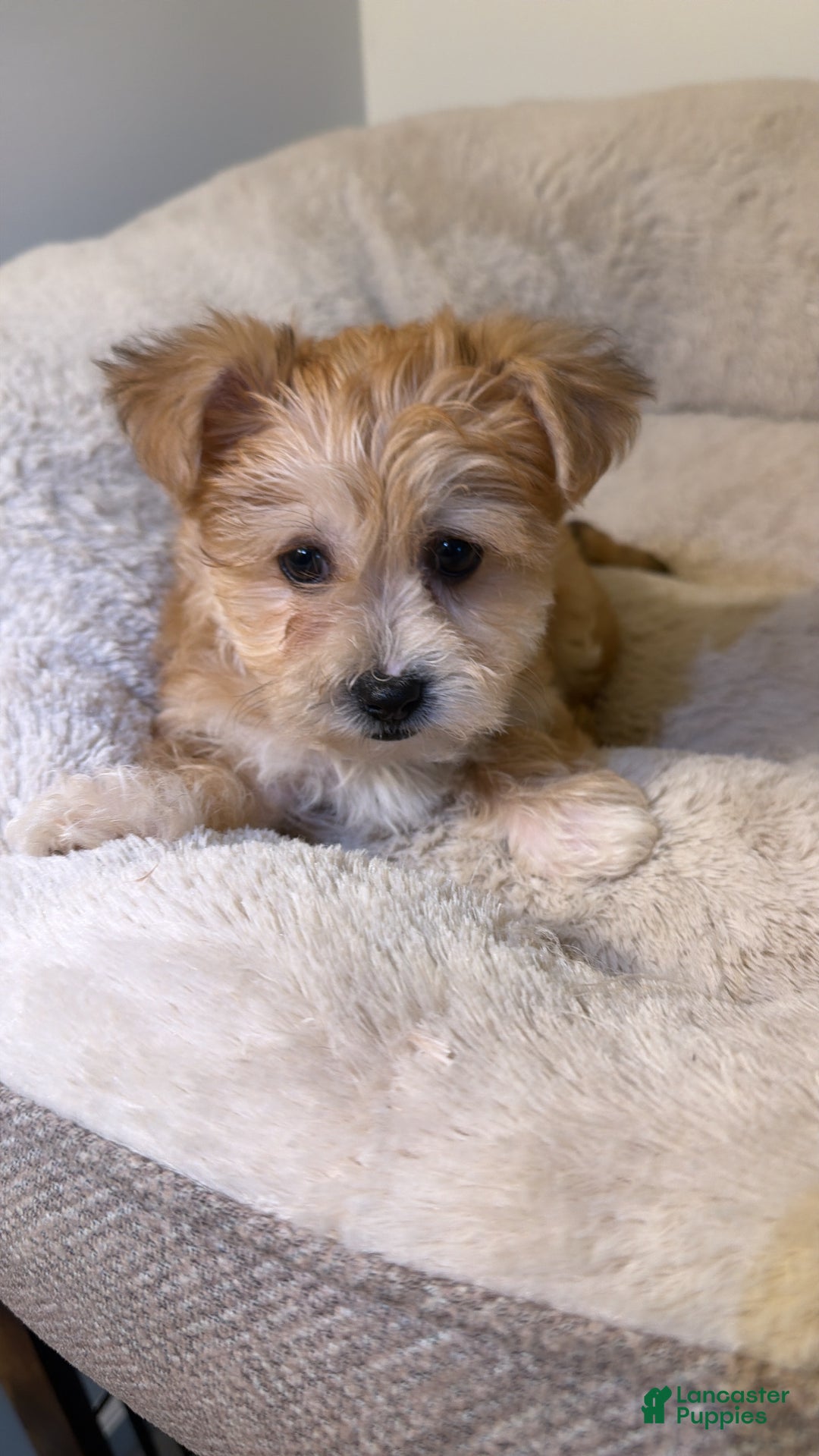 Morkie dogs for sale: Jax - Ad 2