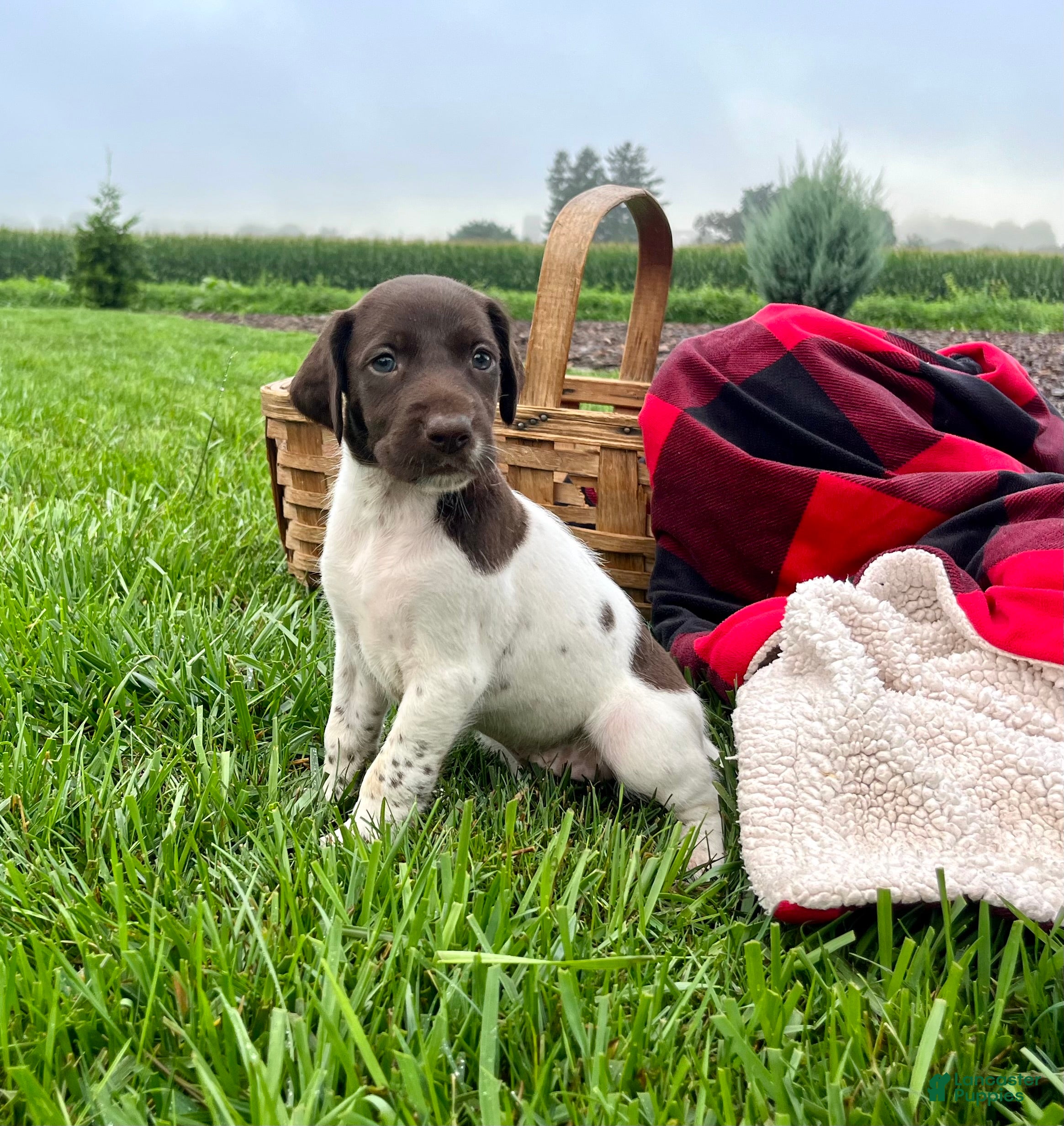 German Shorthaired Pointer dogs Ruby❤️akc reg🐾 text or call today - Ad 1