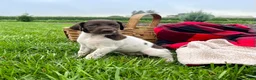 German Shorthaired Pointer dogs for sale: Ruby❤️akc reg🐾 text or call today - Ad 1