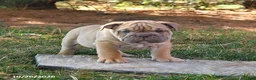 English Bulldog dogs for sale: Freedom - Ad 4