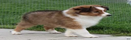 Shetland Sheepdog dogs for sale: Brice Shetland Sheepdog Puppy  - Ad 4