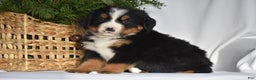Bernese Mountain Dog dogs for sale: Rowdy - Ad 1