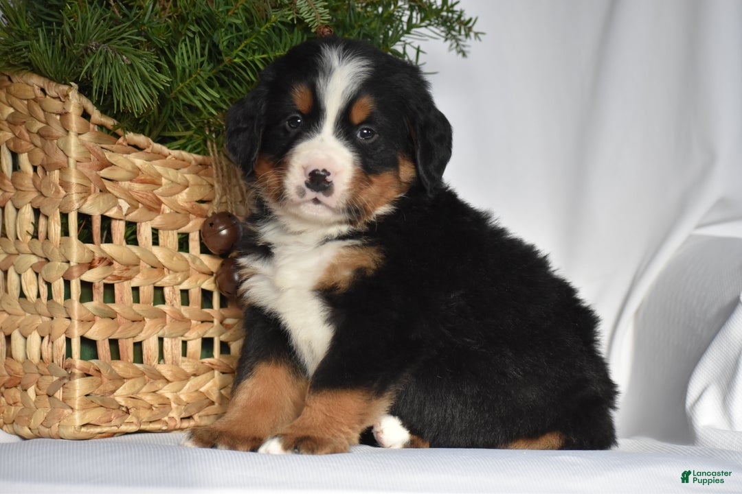 Bernese Mountain Dog dogs for sale: Rowdy - Ad 1