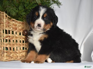 Bernese Mountain Dog dogs Rowdy - Ad 28