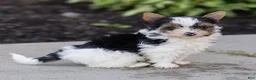 Biewer Terrier dogs for sale: Bennie Biewer Terrier  - Ad 5