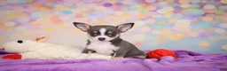 Chihuahua dogs for sale: Gina - Ad 4