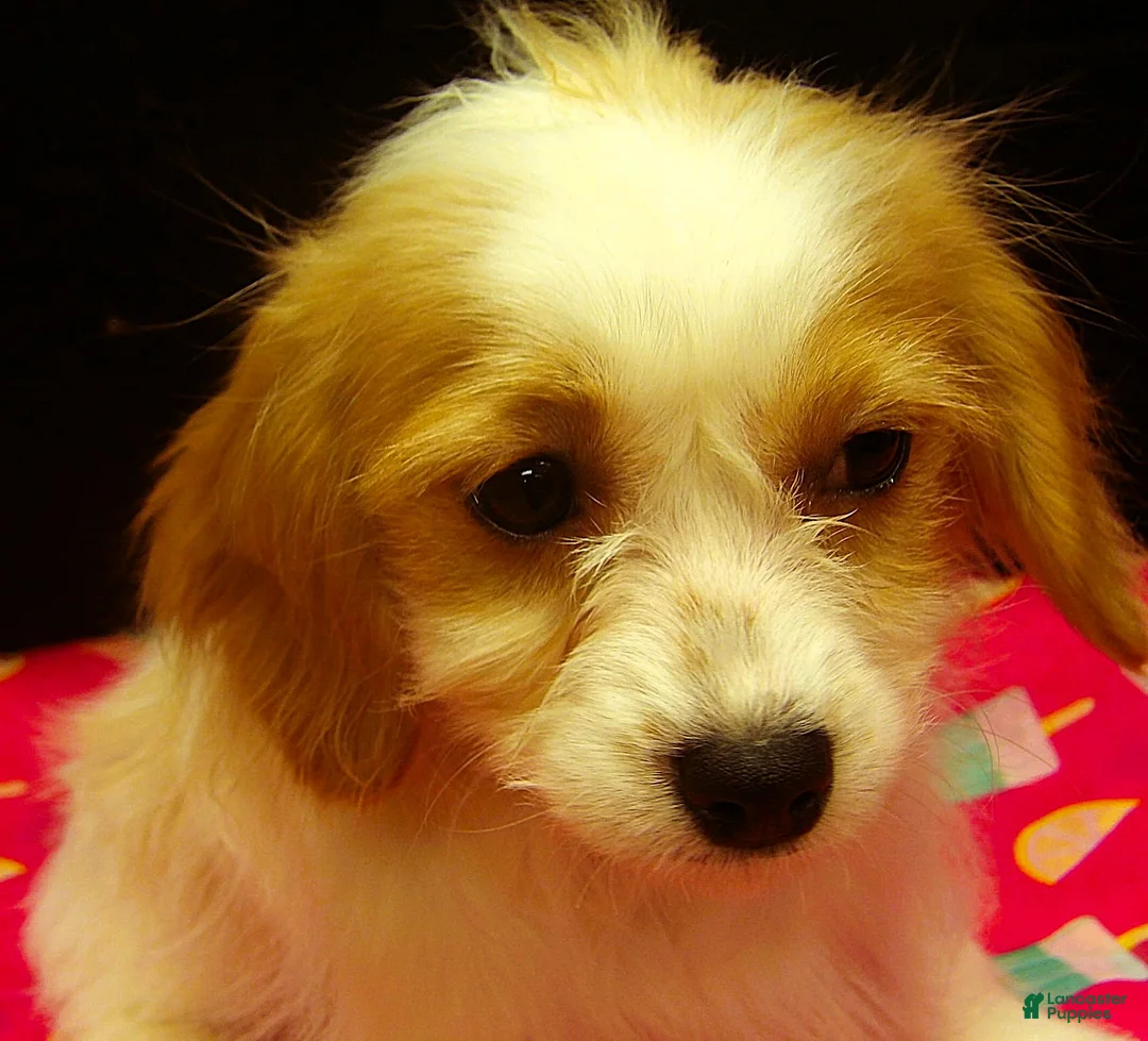 Cavachon dogs for sale: Shella - Ad 2