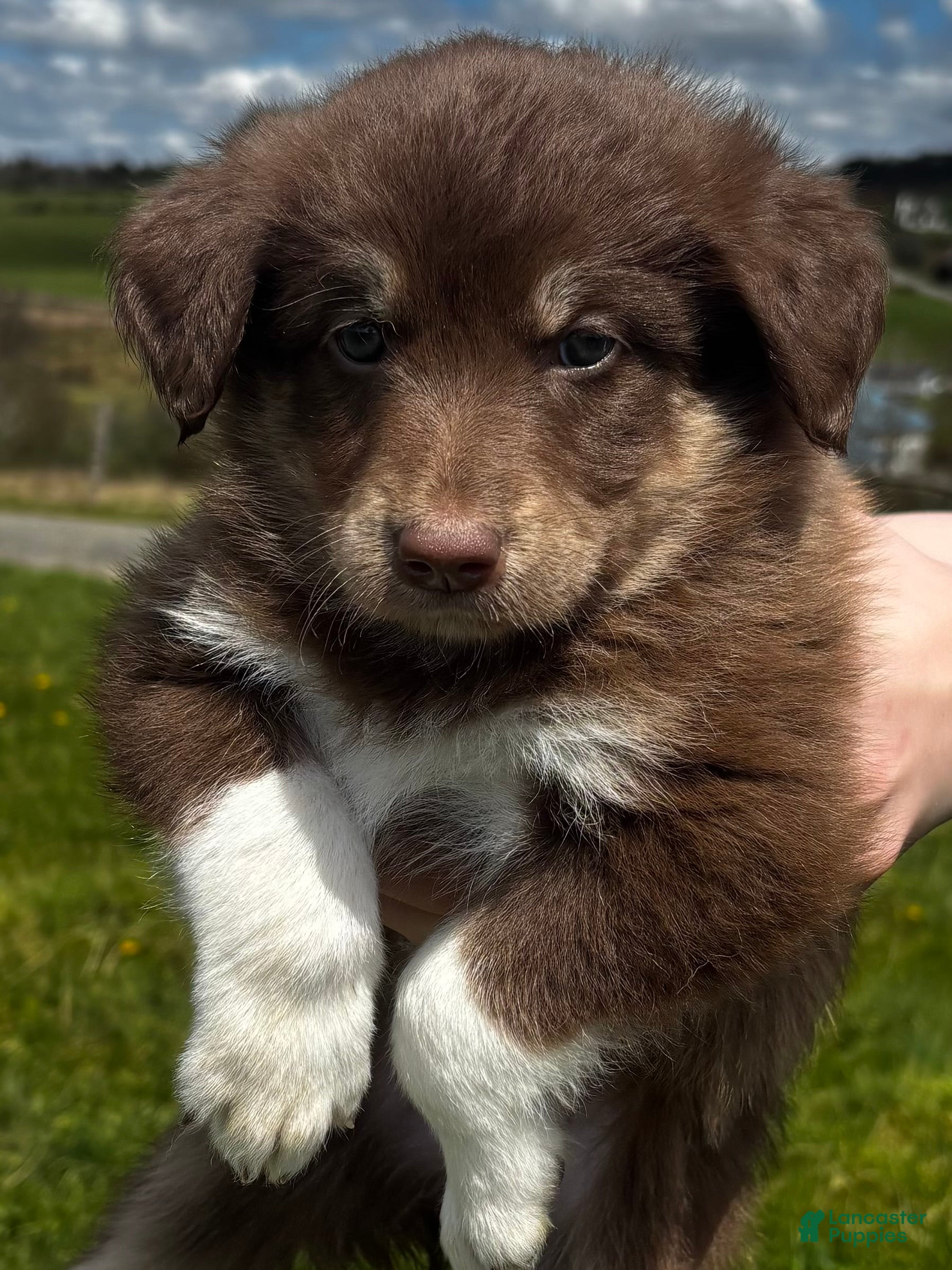 Huskipoo dogs Teddy Bear - Ad 2