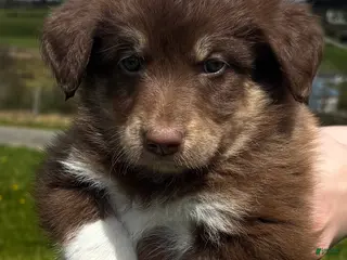 Huskipoo dogs Teddy Bear - Ad 2
