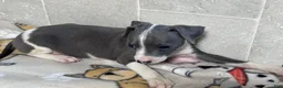 Italian Greyhound dogs for sale: Bo Peep - Ad 5