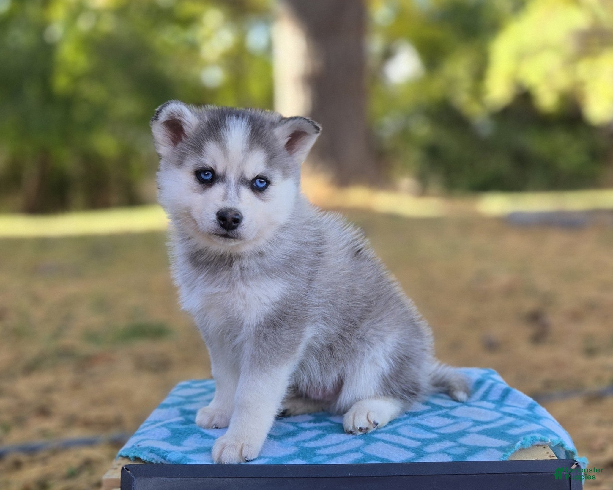 Pomsky dogs Silver Star - Ad 28