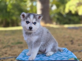 Pomsky dogs Silver Star - Ad 34