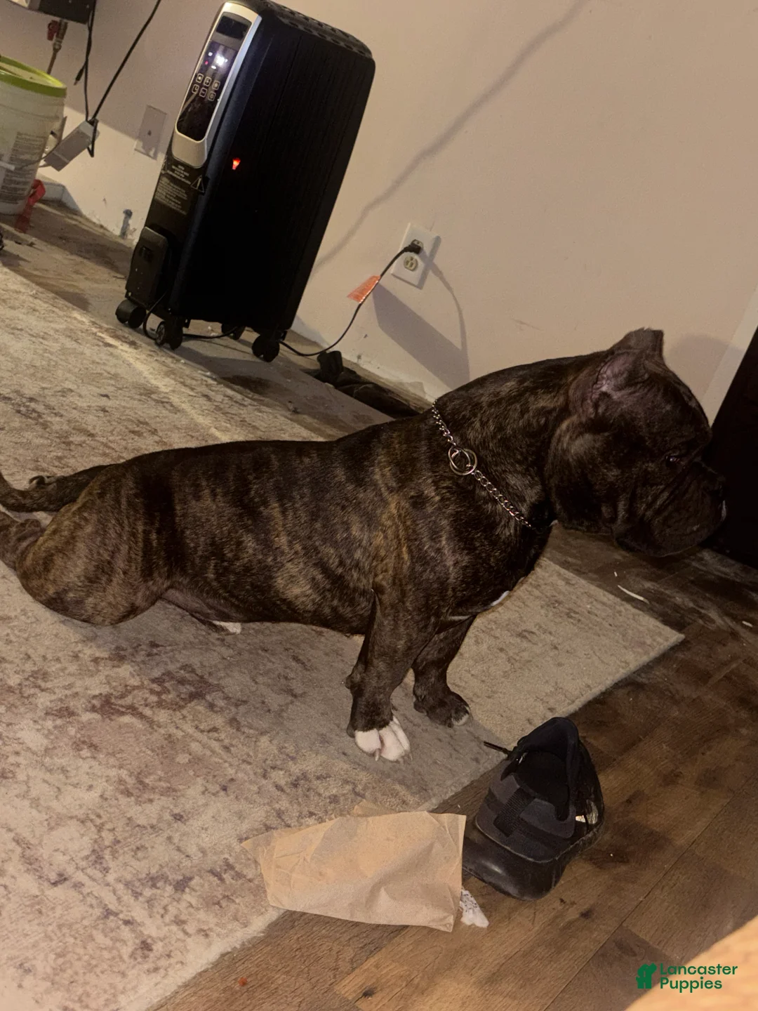 American Bully dogs for stud: Tyson - Ad 2