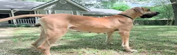 Great Dane dogs for sale: Artemis - Ad 6