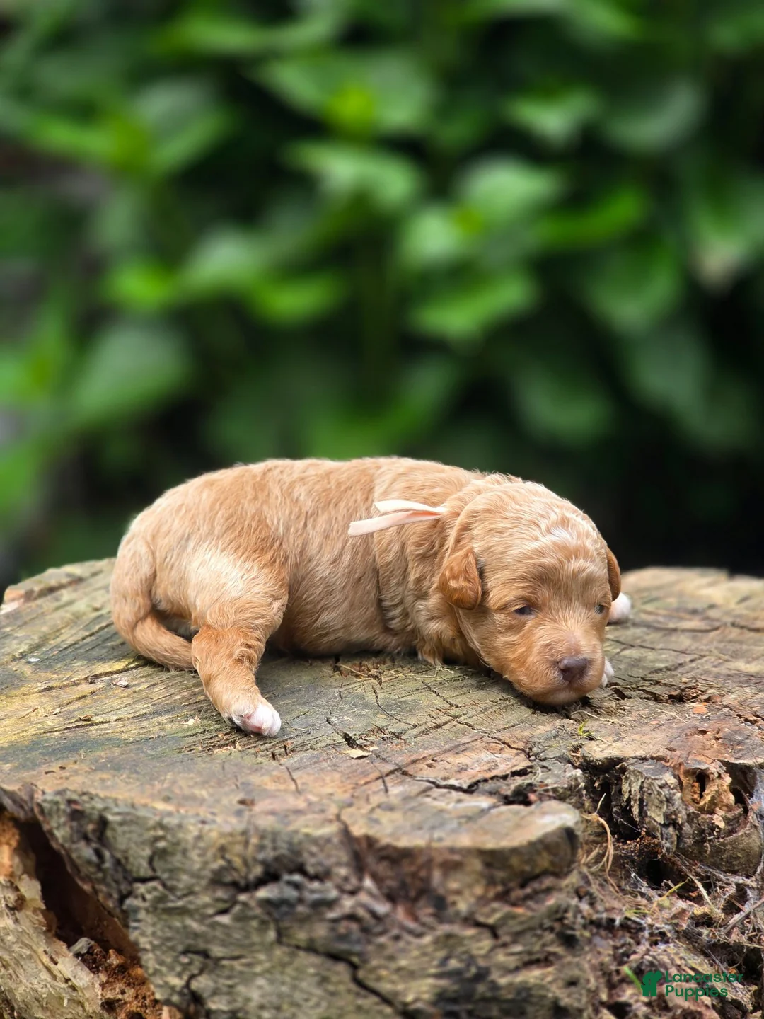 Mini Goldendoodle dogs for sale: Chanel  - Ad 2