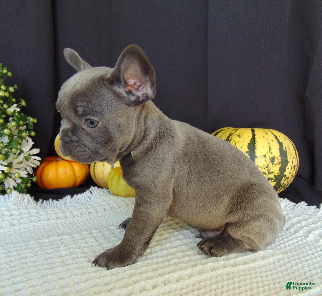 French Bulldog dogs for sale: Manny - Ad 2