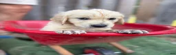 Golden Retriever dogs for sale: Beast - Ad 3