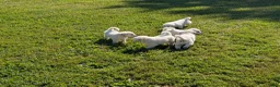 Mixed Breed dogs for sale: American Pyre 3 - Ad 4