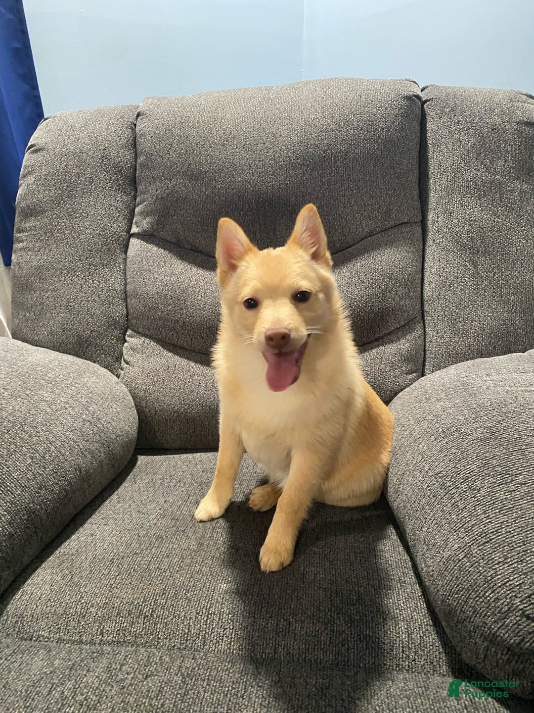 Gallery Image {{count}}