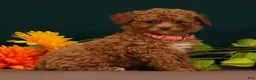 Toy Poodle dogs for sale: Queenie - Ad 3