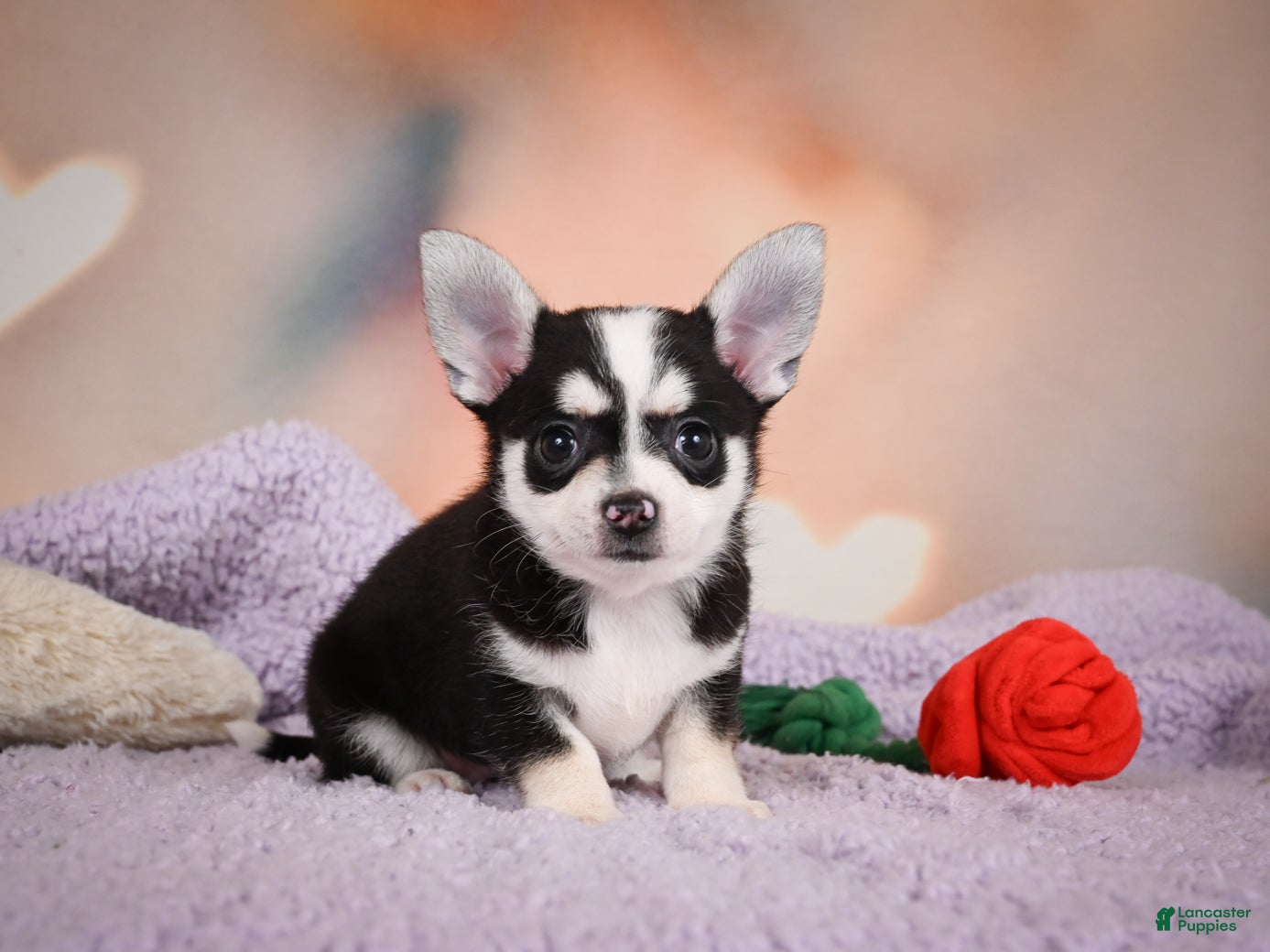Chihuahua dogs MARY JO - Ad 2