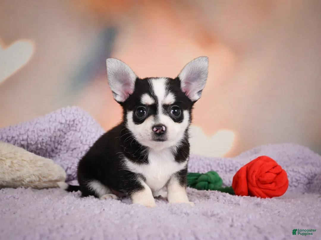 Chihuahua dogs for sale: MARY JO - Ad 2