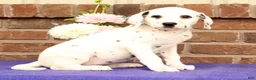 Dalmatian dogs for sale: Bella - Ad 3