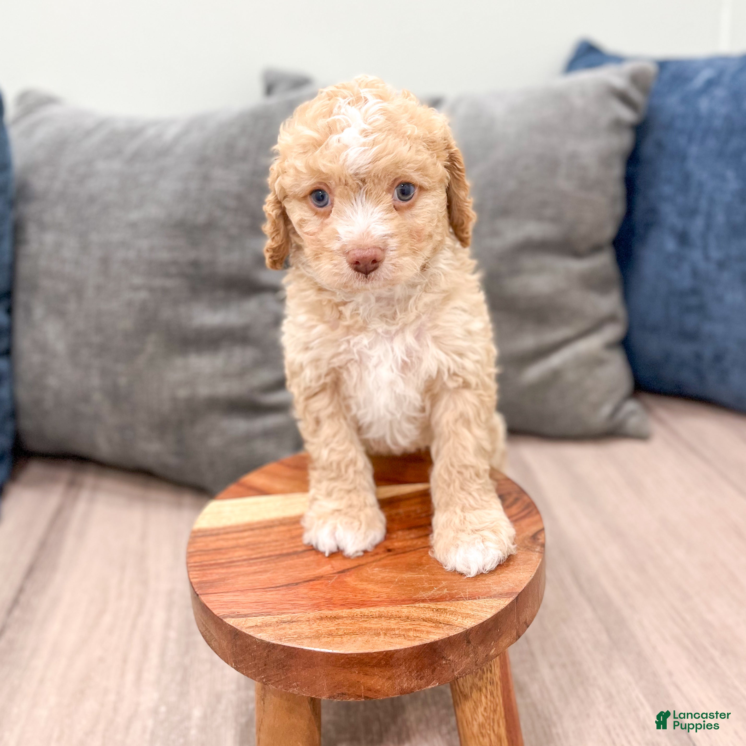 Cavapoo dogs Copper - Ad 2