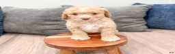 Cavapoo dogs for sale: Copper - Ad 2