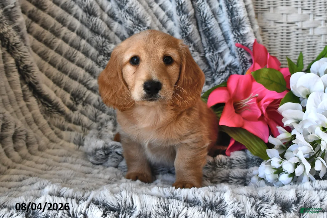 Dachshund dogs for sale: Skylight - Ad 2