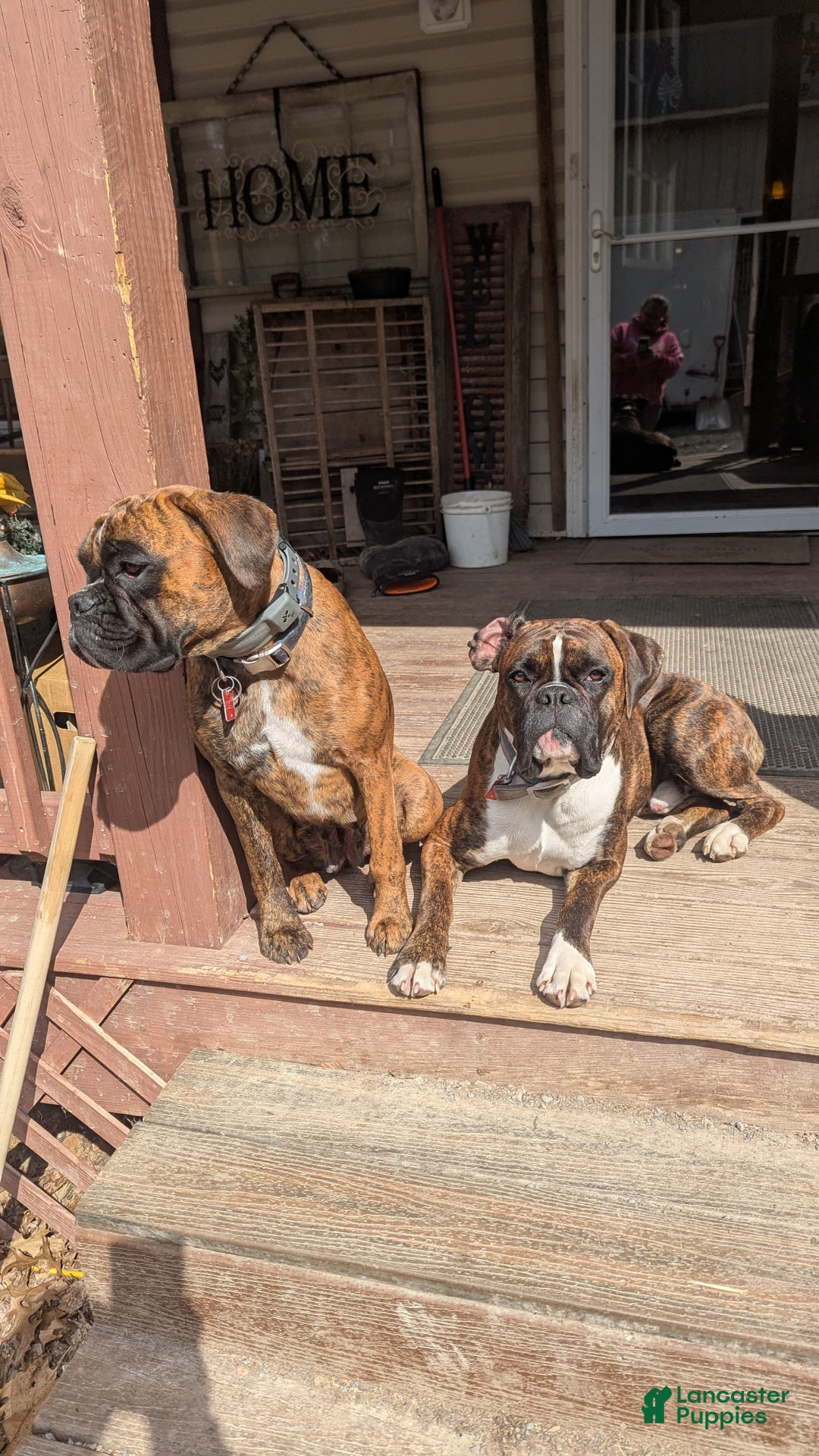 Boxer dogs for sale: Bella - Ad 10