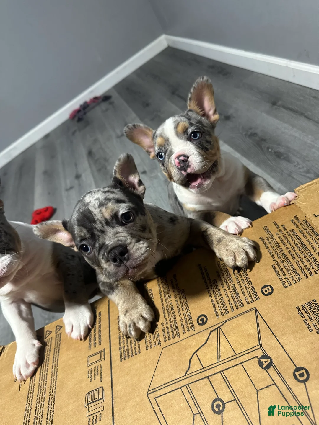 American Bully dogs for sale: American Bully 1 - Ad 2