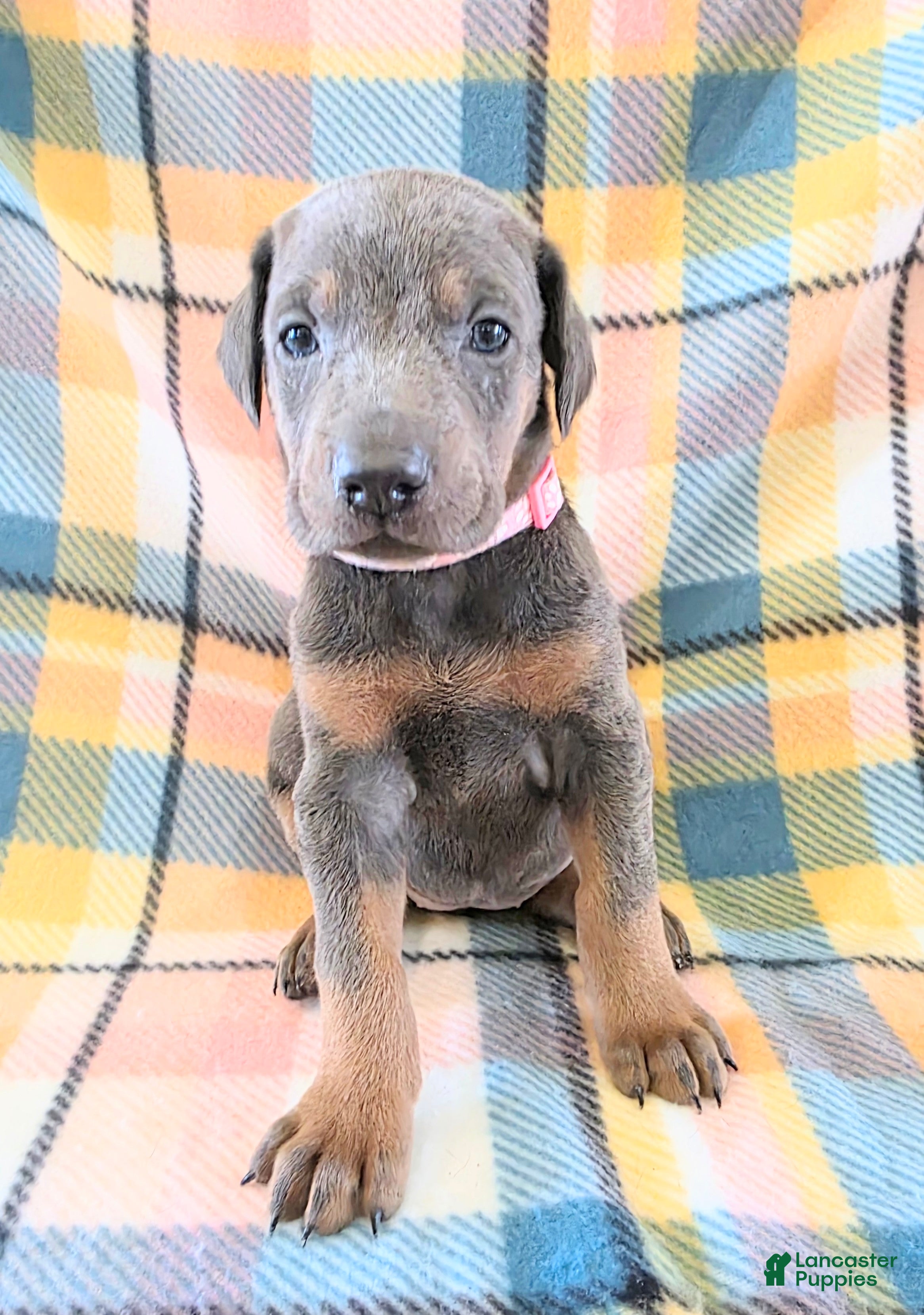 Doberman Pinscher dogs Doberman Pinscher Puppy 4 - Ad 34