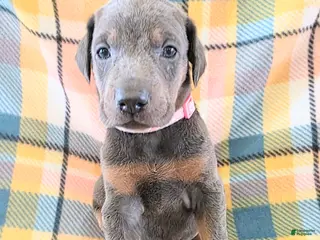 Doberman Pinscher dogs Doberman Pinscher Puppy 4 - Ad 34