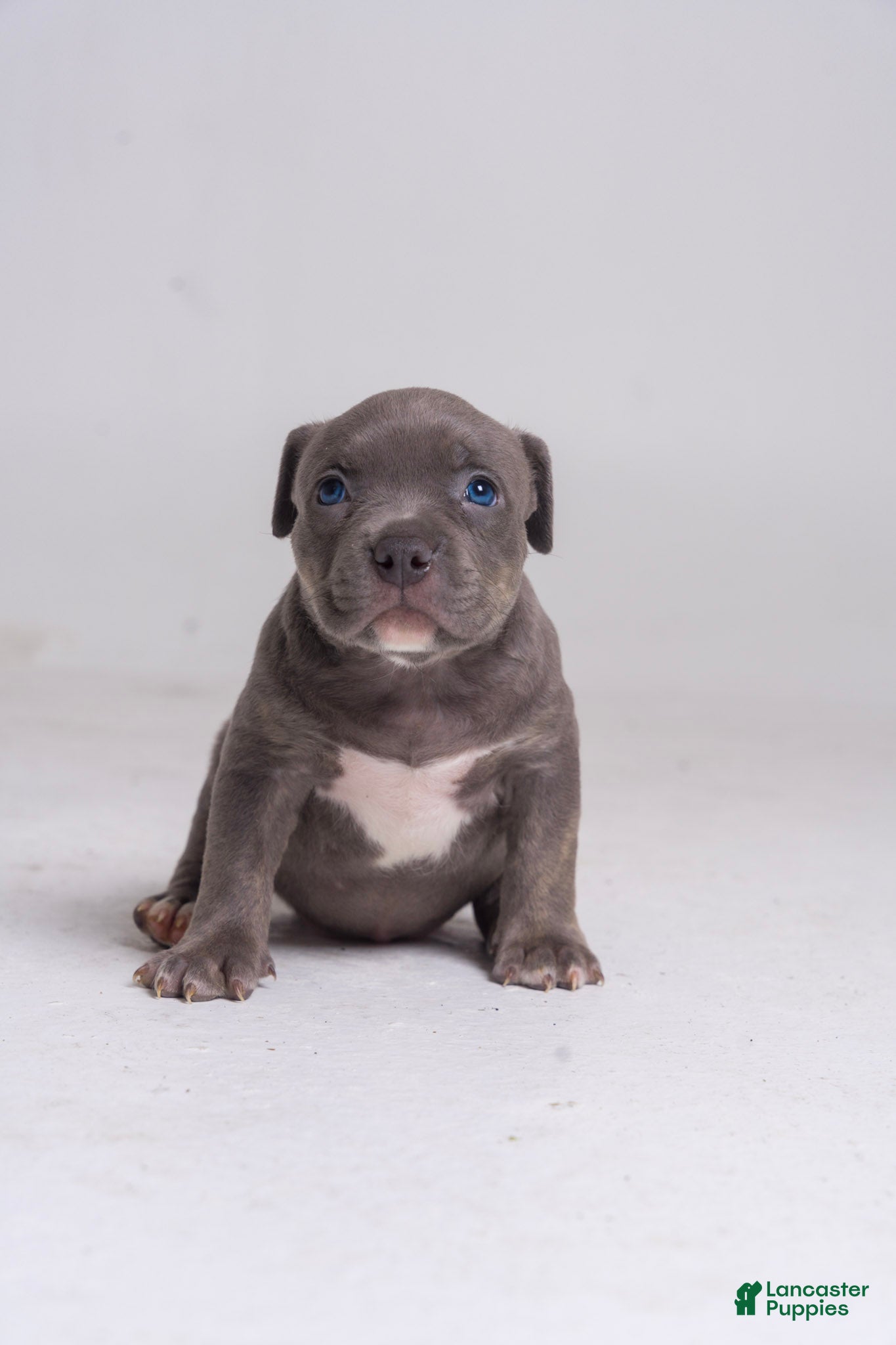 American Bully dogs Mellow - Ad 15