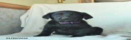 Labrador Retriever dogs for sale: Julia  - Ad 3