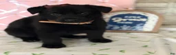 German Shepherd dogs for sale: Porsche - Ad 3