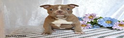 Frenchton dogs for sale: Joy - Ad 3