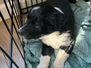 Shetland Sheepdog dogs Shy - Ad 33