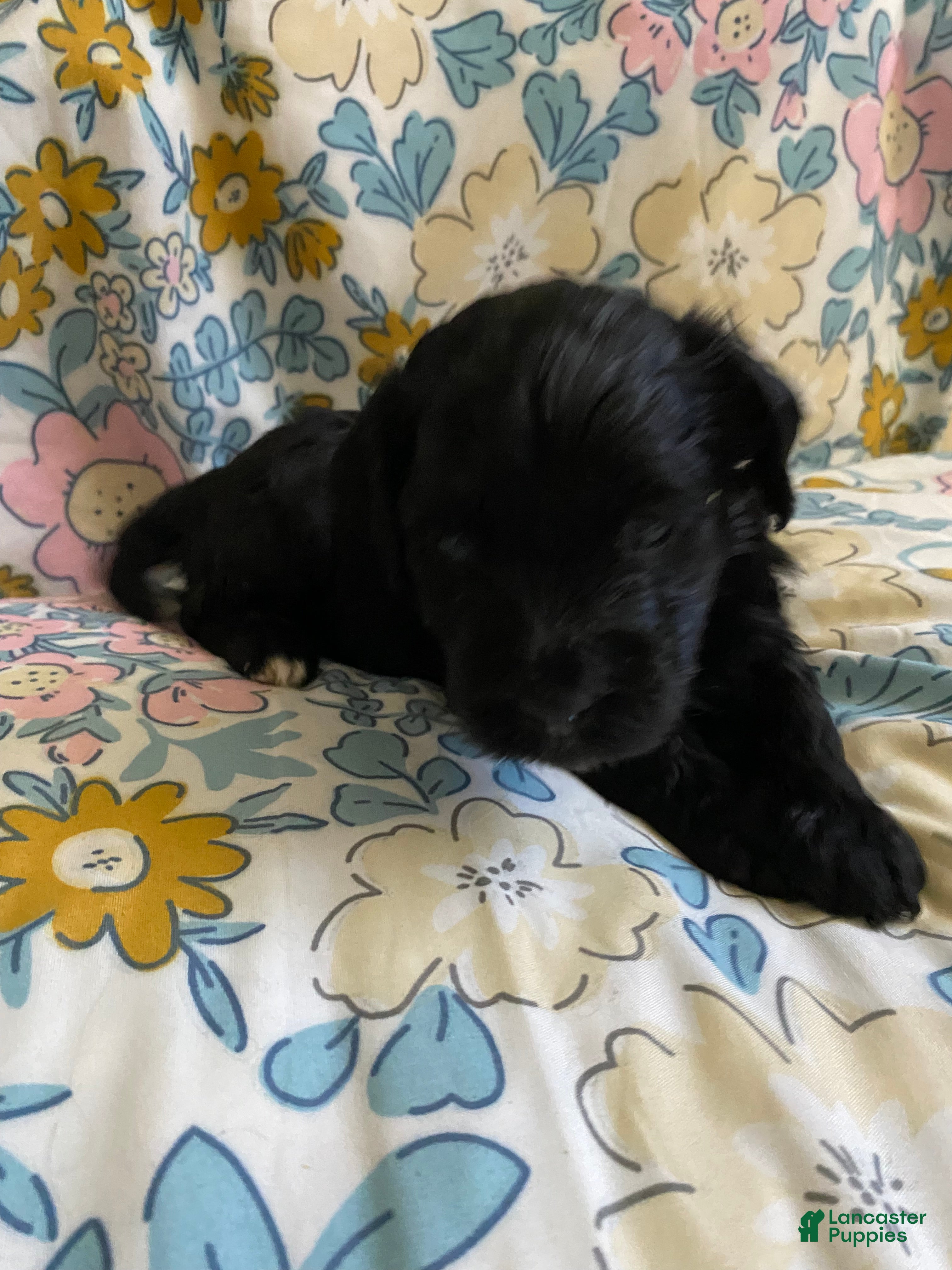 Mixed Breed dogs Arlene - Ad 34