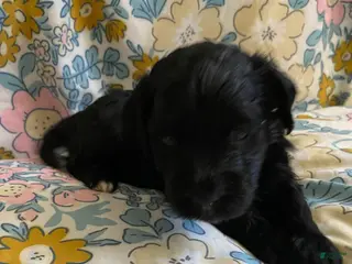 Mixed Breed dogs Arlene - Ad 34