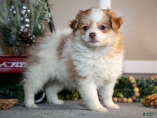 Pomapoo dogs Madi - Ad 11