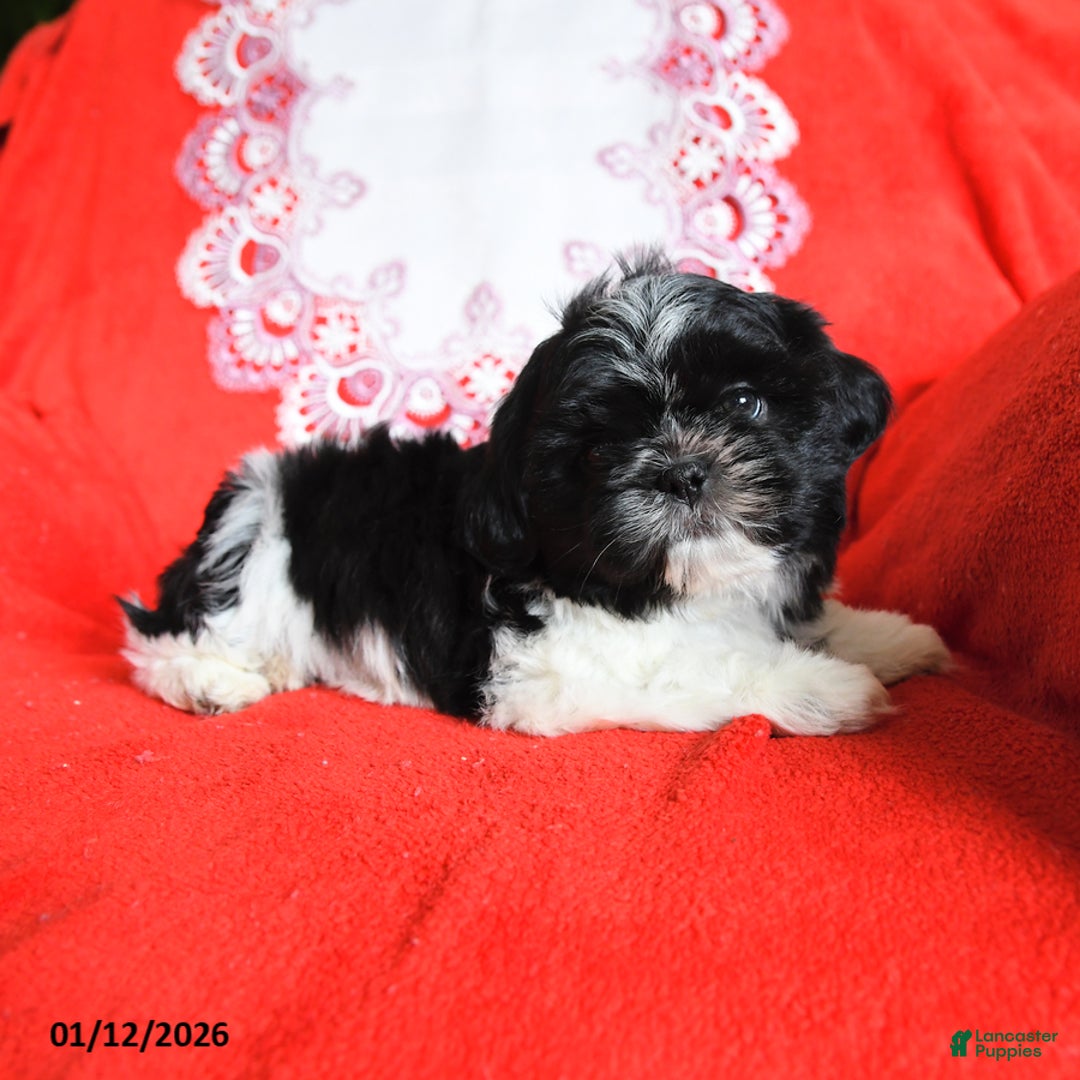 Shih Tzu dogs for sale: Yahtzee - Ad 2