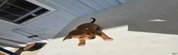 Chihuahua dogs for sale: Brutis - Ad 6