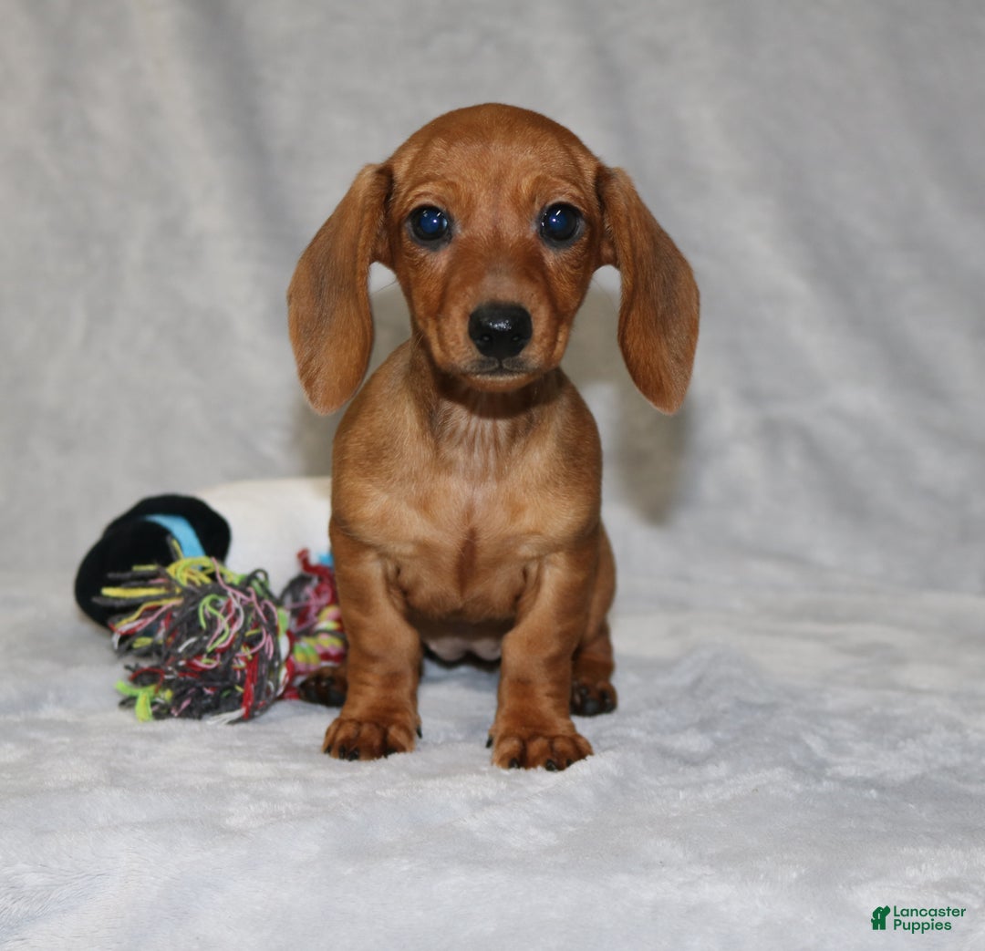 Miniature Dachshund dogs for sale: Chole - Ad 6