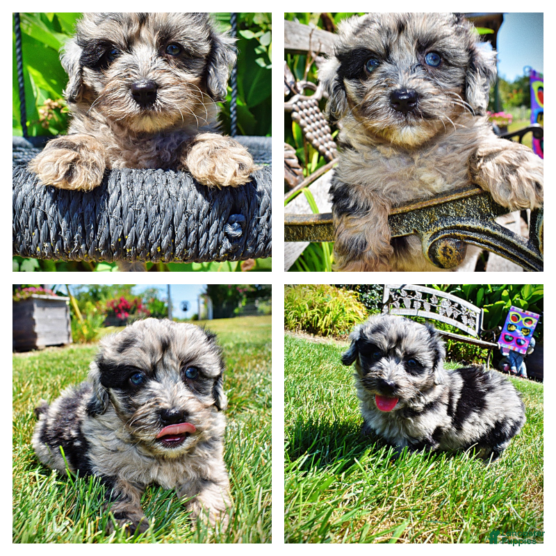 Havapoo dogs Indy - Ad 1