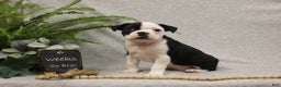 Boston Terrier dogs for sale: Smores - Ad 7