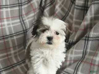 Mixed Breed dogs Queenie - Ad 4