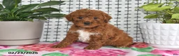 Goldendoodle dogs for sale: Ranger - Ad 2